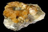 Plate Of Golden, Twinned Calcite Crystals - Morocco #115207-6